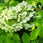 Hydrangea quercifolia Flower