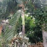 Adonidia merrillii पत्ता