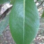 Coptosperma borbonicum Leaf