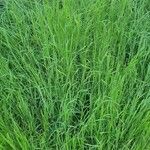 Elymus pungens Blatt