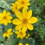 Bidens ferulifolia Цвят