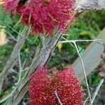 Melaleuca elliptica