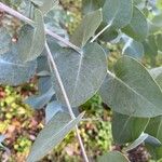 Eucalyptus cinerea 葉