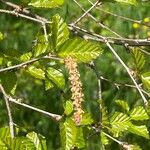 Betula chinensis Virág