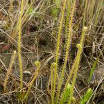 Drosera filiformis Συνήθη χαρακτηριστικά