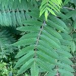 Rhus glabra Hoja