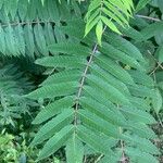 Rhus glabra ഇല