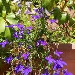 Lobelia erinusFlower