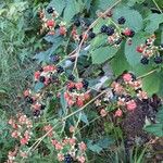 Rubus canadensis Fruit