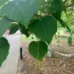 Idesia polycarpa Leaf