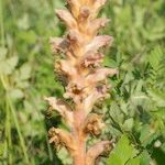 Orobanche alsatica Habitus