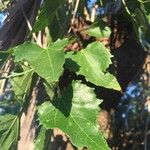 Croton megalobotrys Leaf