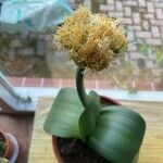 Haemanthus deformis Květ