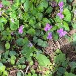 Viola riviniana Leaf