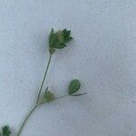 Trifolium striatum Liść