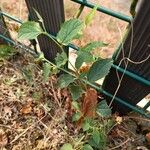 Celtis africana Folio