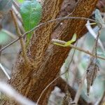 Searsia natalensis 樹皮