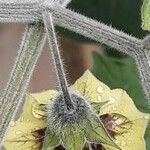 Physalis pubescens Flower