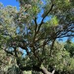 Chilopsis linearis Bark