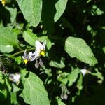 Solanum furcatum Flower