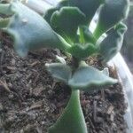 Adromischus cristatusBlatt