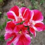 Clarkia amoena Flor