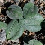 Drimia platyphylla