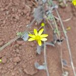 Senecio bombayensis Blüte