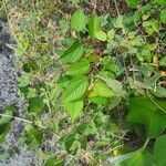 Melochia nodiflora Hoja