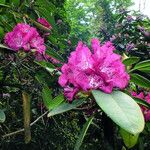 Rhododendron catawbiense Lorea