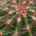 Ferocactus wislizeni Folha