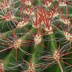 Ferocactus wislizeni برگ