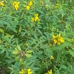 Crotalaria maypurensis Hábito