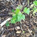 Malva pusilla Blad