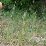 Gaudinia fragilis Blüte