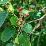 Amelanchier alnifolia Fruit