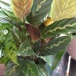 Goeppertia undulata 葉