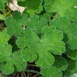 Geranium renardii Leaf