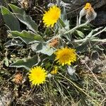 Hieracium tomentosum Flower