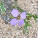Cakile maritima 花
