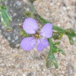 Cakile maritima Flower