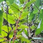 Begonia boliviensis عادت