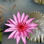 Nymphaea rubra ᱵᱟᱦᱟ