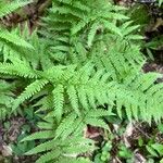 Thelypteris noveboracensis Leaf