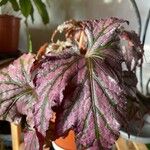 Begonia rex Leaf