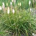 Kniphofia uvaria Flower