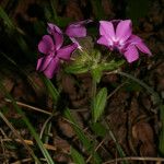 Phlox amoena Kvet