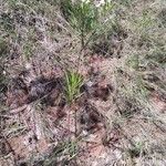 Gomphocarpus fruticosus Plante entière