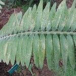Encephalartos pterogonus पत्ता