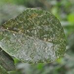 Cordia africana Blad